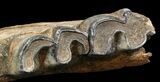 Fossil Rhino (Stephanorhinus) Partial Lower Jaw - Germany #45374-2
